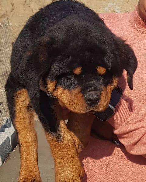 Pedigree rottweiler puppies available for sale 1