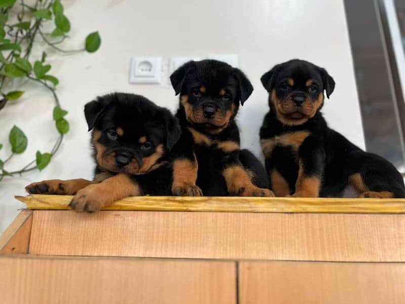 Pedigree rottweiler puppies available for sale 2