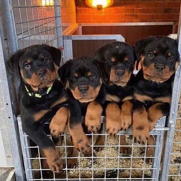 Pedigree rottweiler puppies available for sale 3