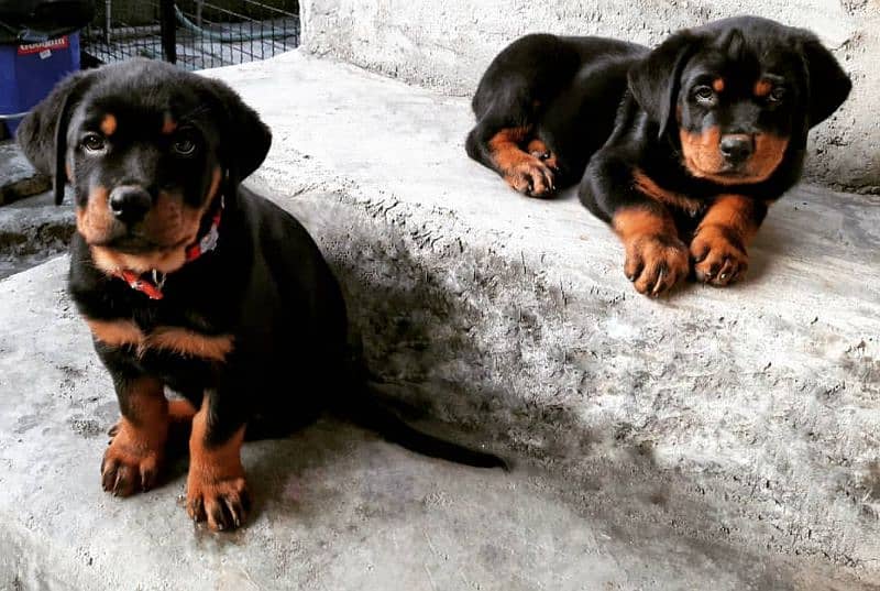 Pedigree rottweiler puppies available for sale 4