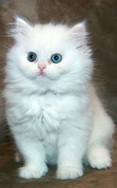 Cat Kitten Persian Kitten Triple Coat