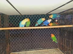 Love bird breeder pairs