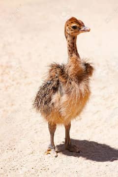 healthy OSTRICH CHICKS AVAILABLE 2 weeks old pairs