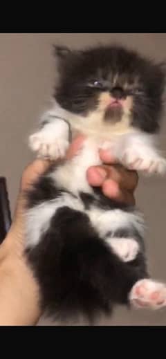 cfa bloodline punch face male cat kitten