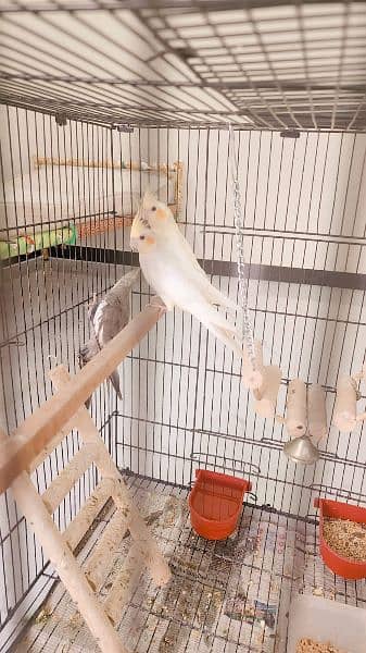 three breeder pairs of cocktail up for sale 0