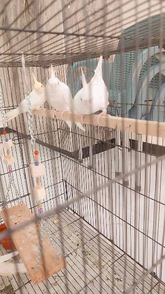 three breeder pairs of cocktail up for sale 2