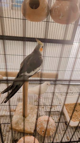 three breeder pairs of cocktail up for sale 8