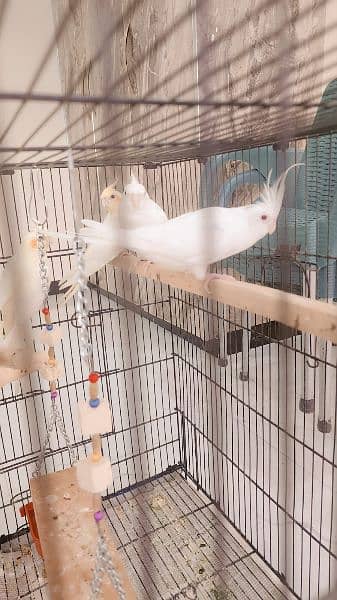 three breeder pairs of cocktail up for sale 10