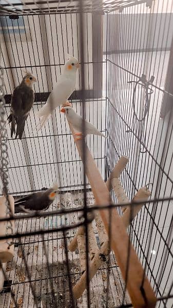 three breeder pairs of cocktail up for sale 15