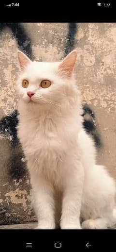 Persian white cat