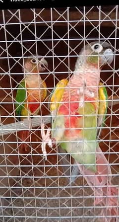 yellow side kunor pair for sale