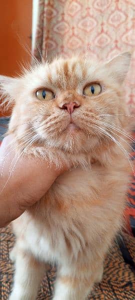 Persian female cat. Age 1year 4