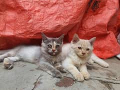 persian Kittens for sale