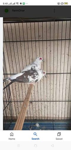 red pied breeder pair