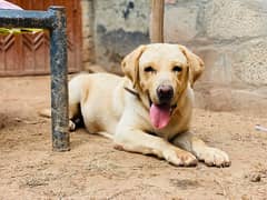 American labra male