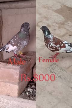 All breeder pair breed ki granty hogi sab k chiks available