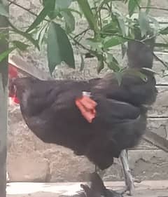 Australorp