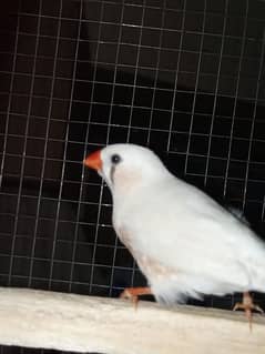 Charming Zebra Finch Pair with Cage and Toy – Perfect for Bird Lovers!