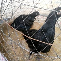 Australorp