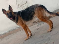 German shepherd stock kot female