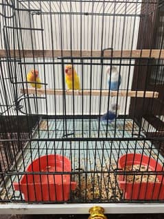 2 Pair Love Birds with cage