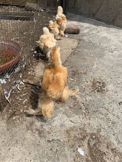 Golden buff chicks