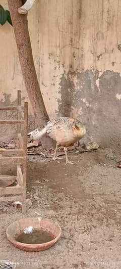 Peacocks ( pure white and female )