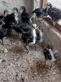 Australorp