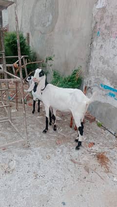 Goats for sale