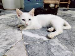 Persian kitten 90 days age for sale