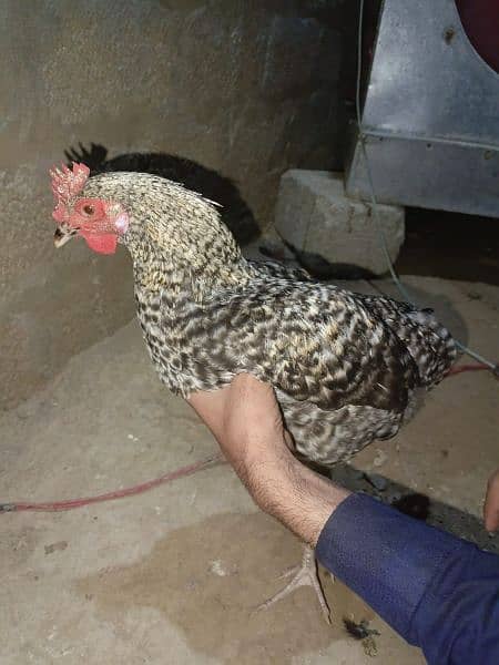 chickens for sale 8