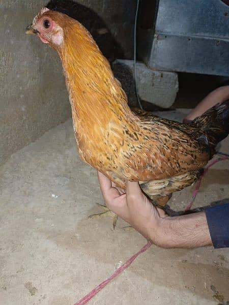 chickens for sale 10