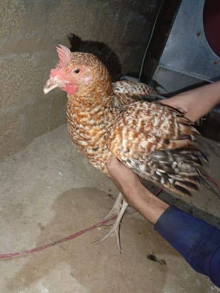 chickens for sale 11