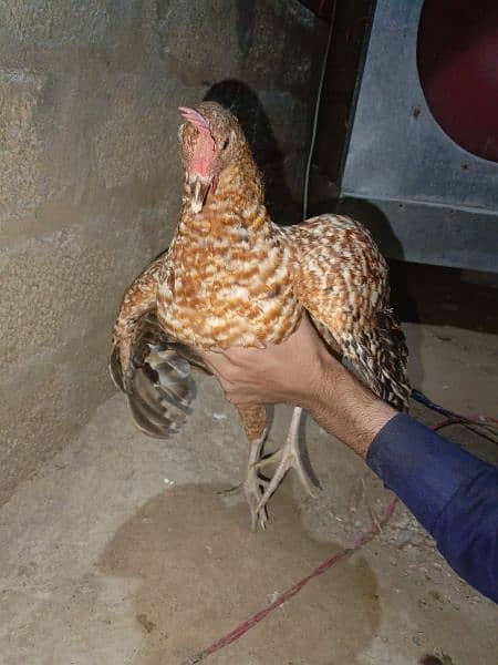 chickens for sale 12