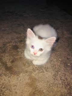 persian kitten , age 3 months sex female odd eyes