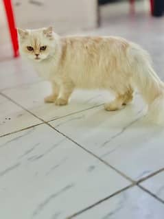 Persian cate double coated 13 month age