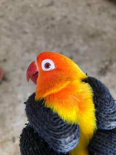 Lutino Pasnata (Red Eye & Black Eye) Cherry Love Birds (Black Eye)