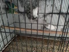 some love birds for sale