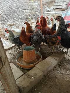 Hens and cocks