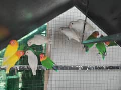 Albino Black Eyes Lovebirds Pair