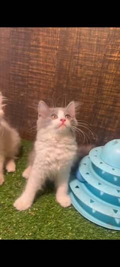 Persian Kittens | Triple Coat | Punch Face Kitten's For Sale