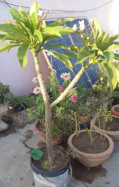 Champa plant ( plumeria )