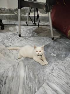 Persian Kitten for sale Person cat for sale