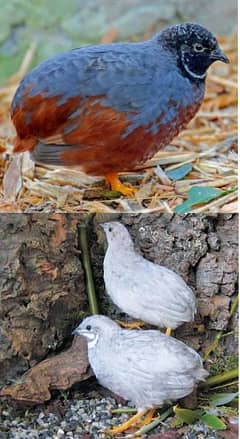 King Quail Breedar pair