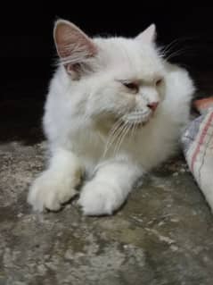 parsian cat female 1.5 year old  full white