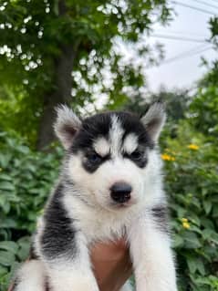 Siberian Husky | Husky dog puppy | wooly coat husky