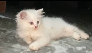 Full white 45 days age kitten