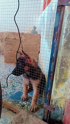 German shepherd male available for sale