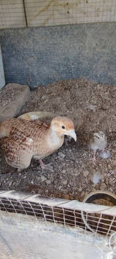 Irani/dhakni teetar chicks for sale