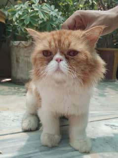 Triple coat/punch face Persian Cat